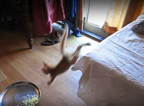 Famished Little Kitten Has The Most Incredible Reaction To This Plate Of Food