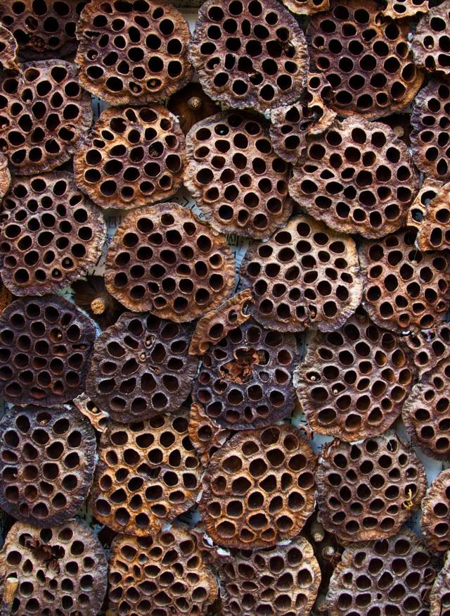 HOLY MOLEY! What is trypophobia and what causes a fear of holes