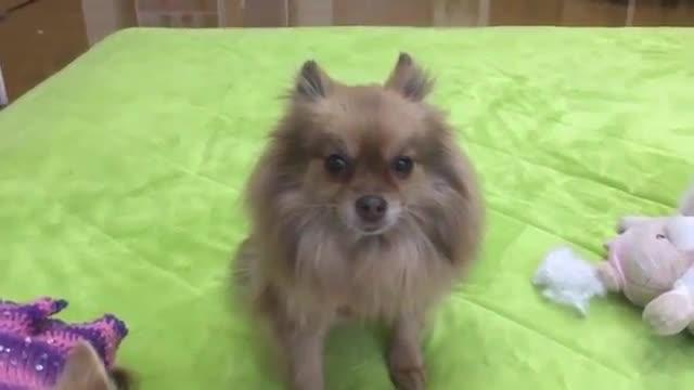 犬おもしろ どうせあんたやろ