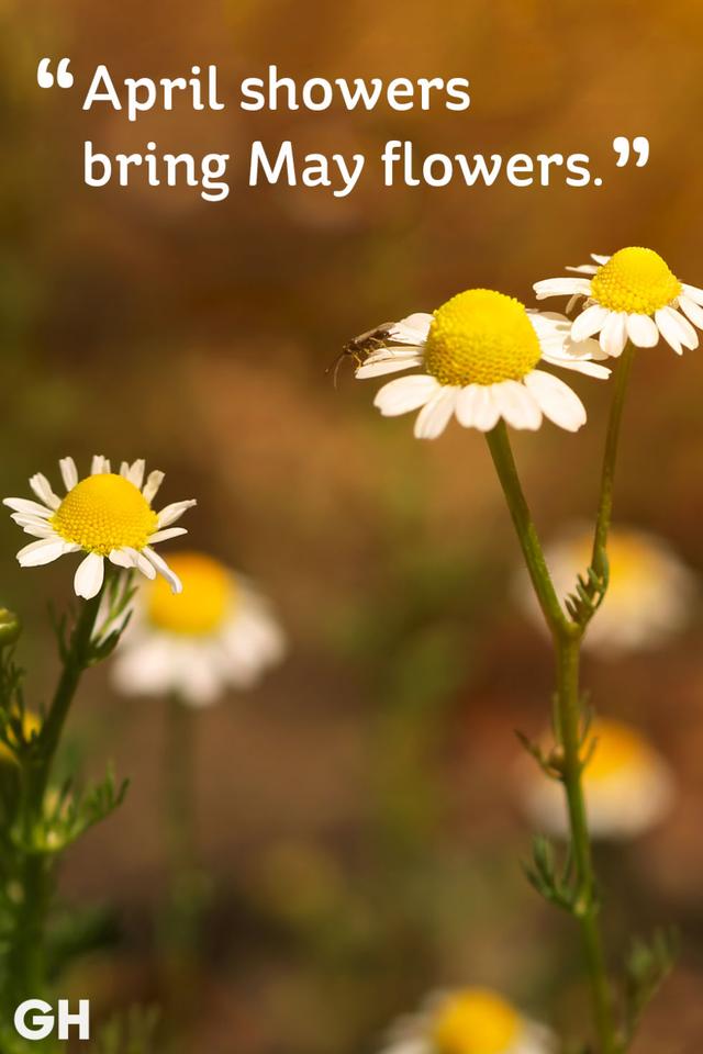 20 Beautiful Spring Quotes for the Year's Best Season_国际_蛋蛋赞