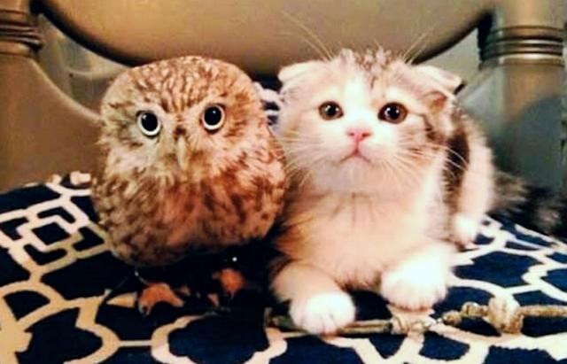 Kitten And Baby Owl Meet For The First Time And Their Next Move Is Too Much For Words