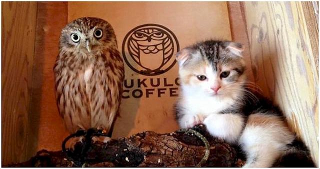 Kitten And Baby Owl Meet For The First Time And Their Next Move Is Too Much For Words