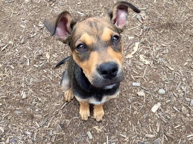 Mettono annuncio su Facebook per scambiare il cucciolo per un Iphone