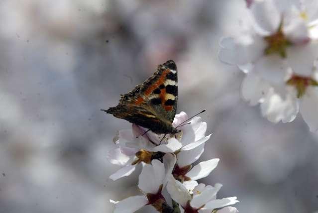 In Pics: First Signs of Spring in Kashmir