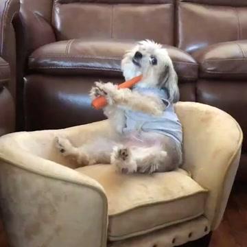 Dog Eats Carrot On Sofa