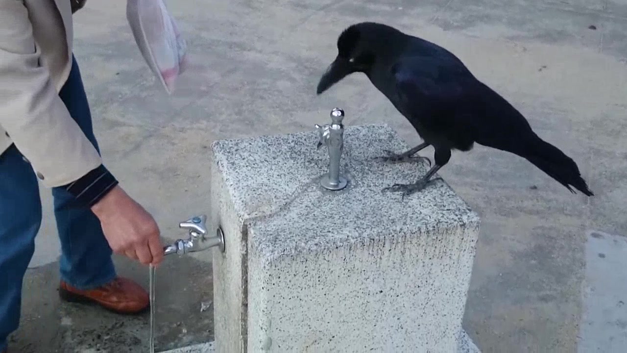 水を上手に飲み始めたカラスだったが 蛇口に顔を近づけると 癒やし