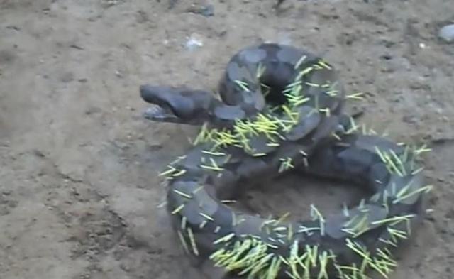 Esta cobra tentou atacar um porco espinho e acabou se dando mal
