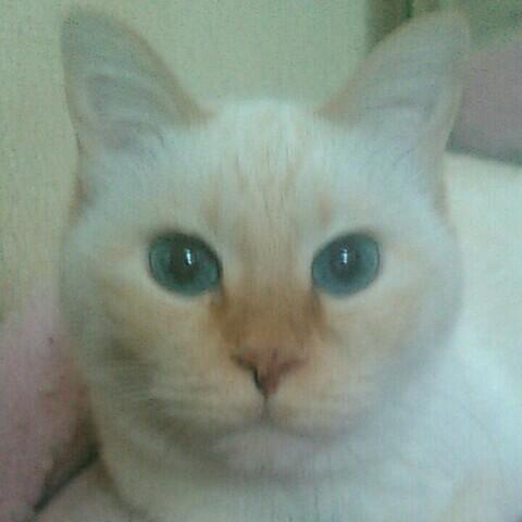 なごみにゃんこ