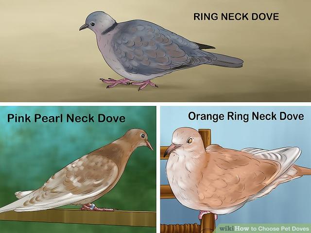 pet dove