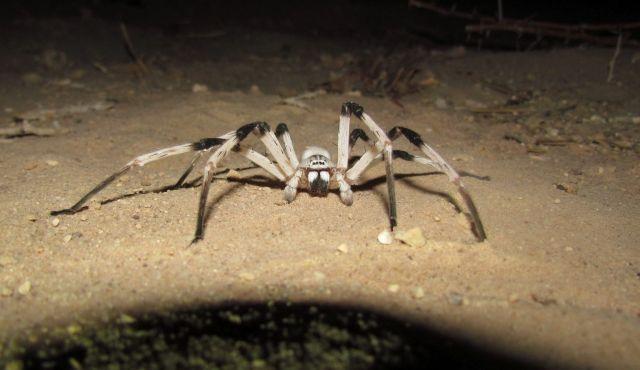 Top 10 Largest Spiders In The World Including The CAMEL SPIDER!!