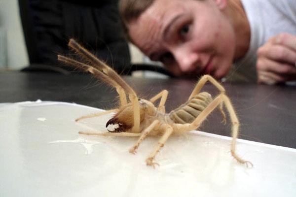 Top 10 Largest Spiders In The World Including The Camel Spider