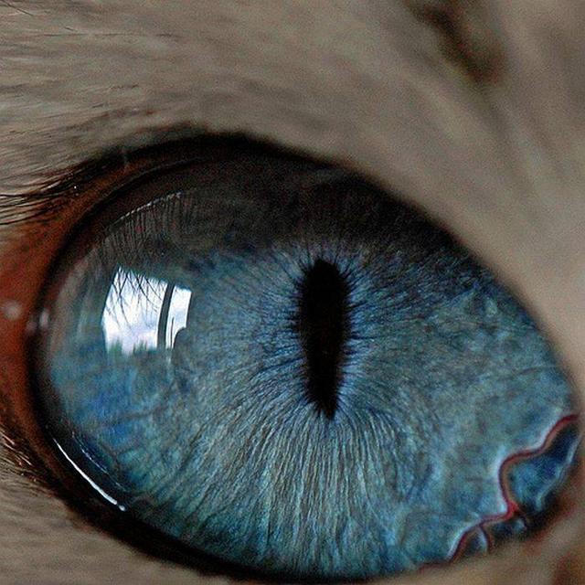 Can You Guess Which Animals These 51 Eyes Belong To 国际 蛋蛋赞