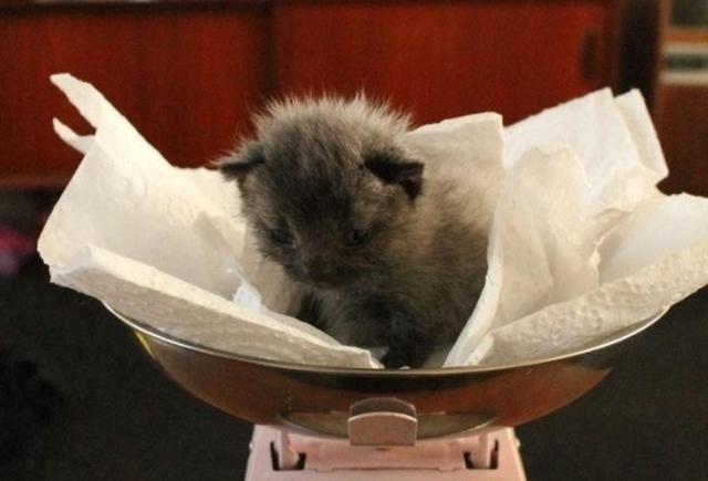 After Finding A Sick Kitten, This Woman Was Stunned When It Began To Change Color.