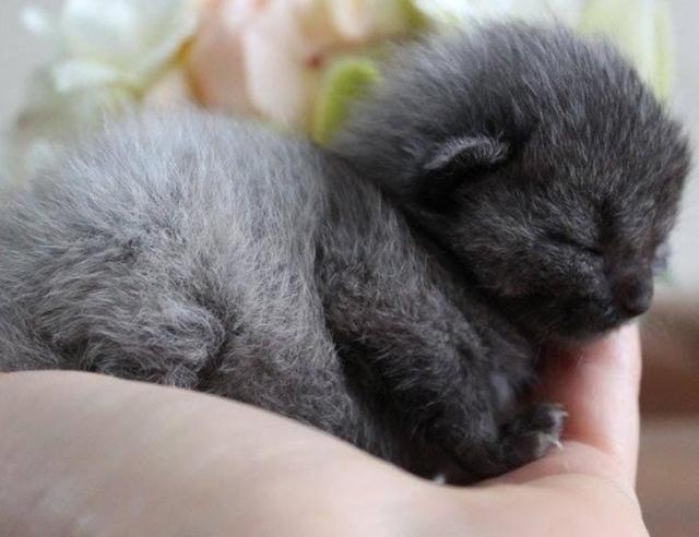 After Finding A Sick Kitten, This Woman Was Stunned When It Began To Change Color.