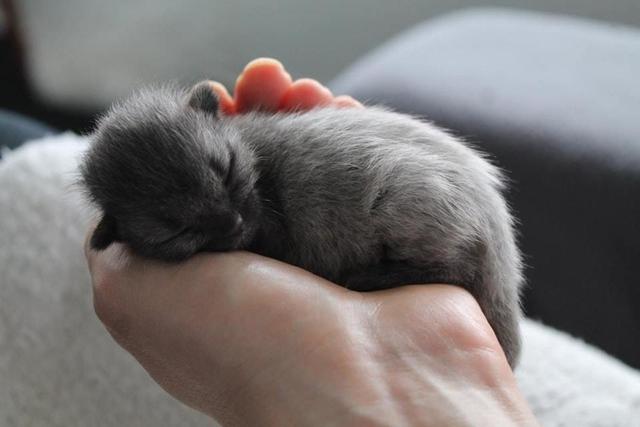 After Finding A Sick Kitten, This Woman Was Stunned When It Began To Change Color.