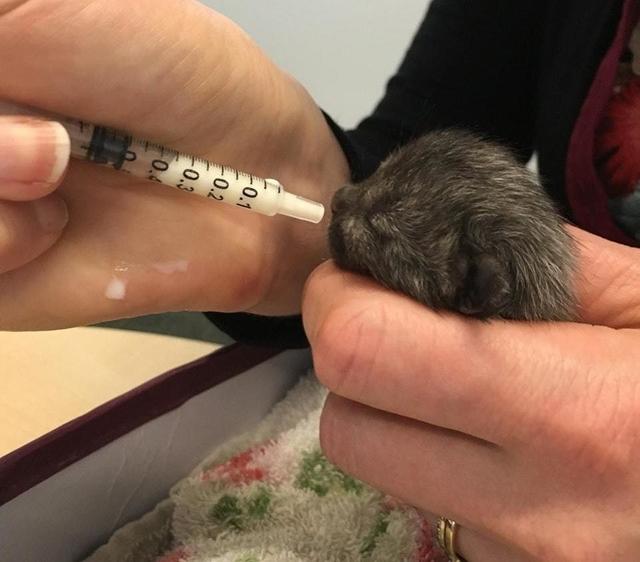 After Finding A Sick Kitten, This Woman Was Stunned When It Began To Change Color.