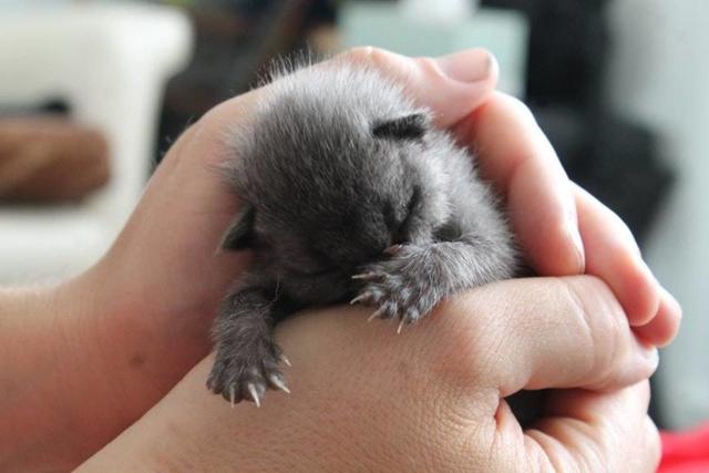 After Finding A Sick Kitten, This Woman Was Stunned When It Began To Change Color.