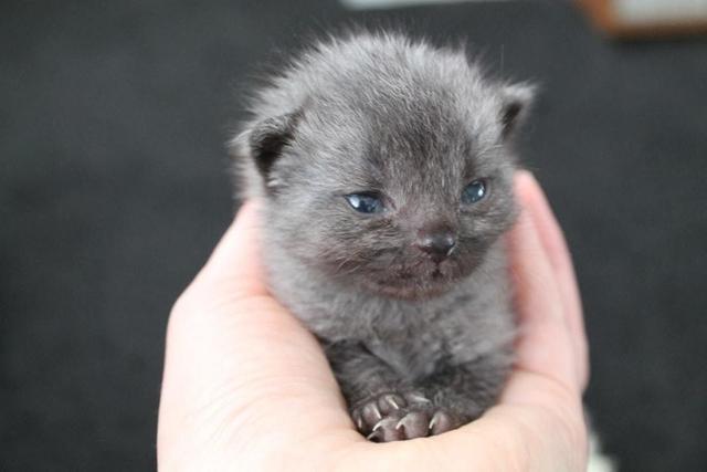After Finding A Sick Kitten, This Woman Was Stunned When It Began To Change Color.