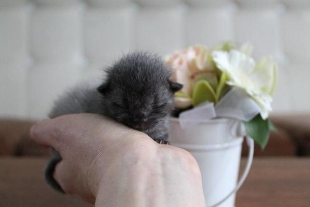 After Finding A Sick Kitten, This Woman Was Stunned When It Began To Change Color.