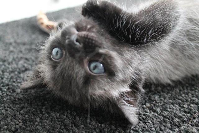 After Finding A Sick Kitten, This Woman Was Stunned When It Began To Change Color.