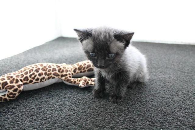 After Finding A Sick Kitten, This Woman Was Stunned When It Began To Change Color.