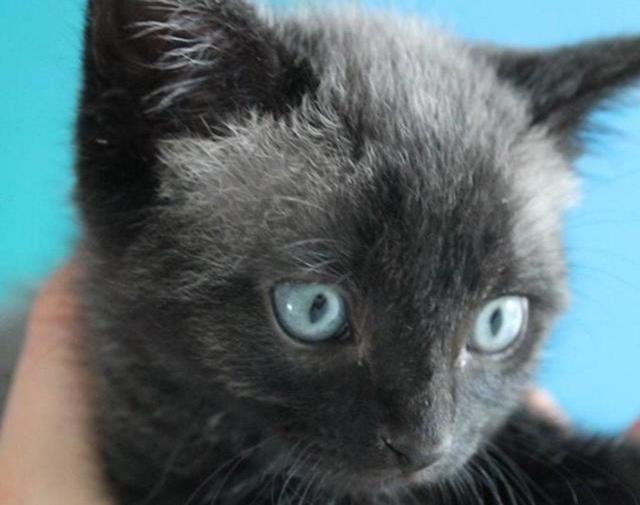After Finding A Sick Kitten, This Woman Was Stunned When It Began To Change Color.