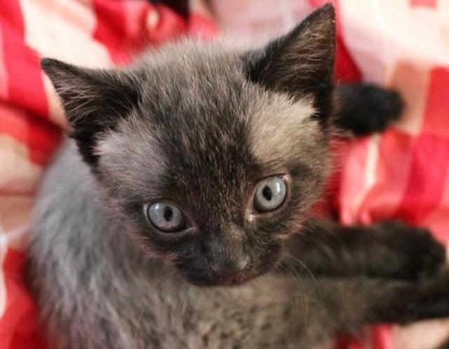 After Finding A Sick Kitten, This Woman Was Stunned When It Began To Change Color.