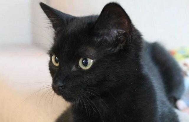 After Finding A Sick Kitten, This Woman Was Stunned When It Began To Change Color.