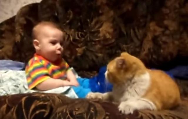 Cat Who Decides It’s His Little Human’s Nap Time Won’t Take ‘No’ For An Answer