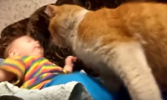 Cat Who Decides It’s His Little Human’s Nap Time Won’t Take ‘No’ For An Answer