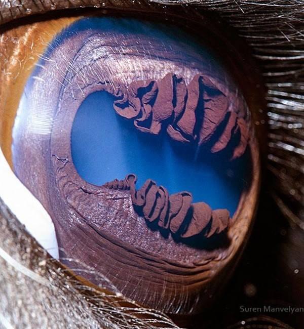 Can You Guess Which Animals These 51 Eyes Belong To 国际 蛋蛋赞