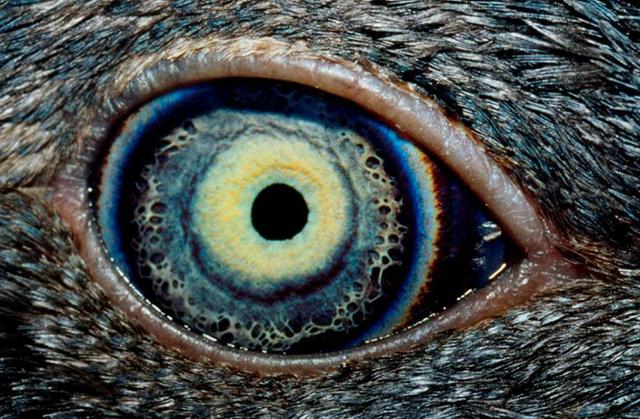 Can You Guess Which Animals These 51 Eyes Belong To 国际 蛋蛋赞