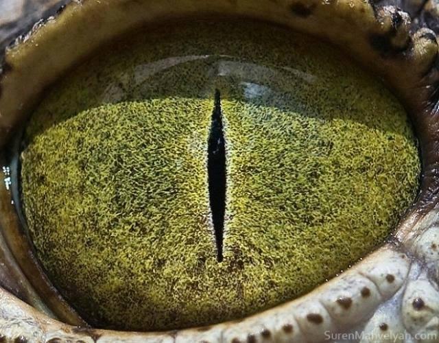 Can You Guess Which Animals These 51 Eyes Belong To 国际 蛋蛋赞