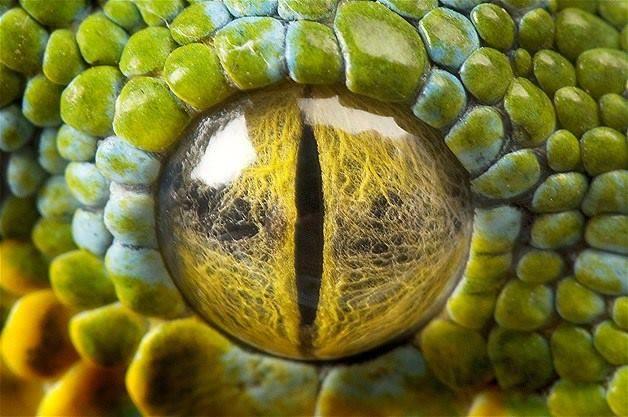 Can You Guess Which Animals These 51 Eyes Belong To 国际 蛋蛋赞