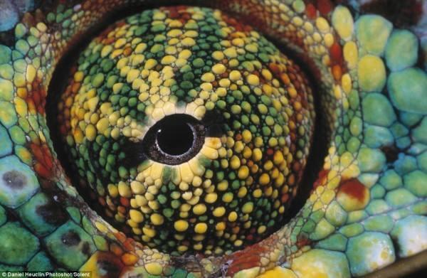 Can You Guess Which Animals These 51 Eyes Belong To 国际 蛋蛋赞