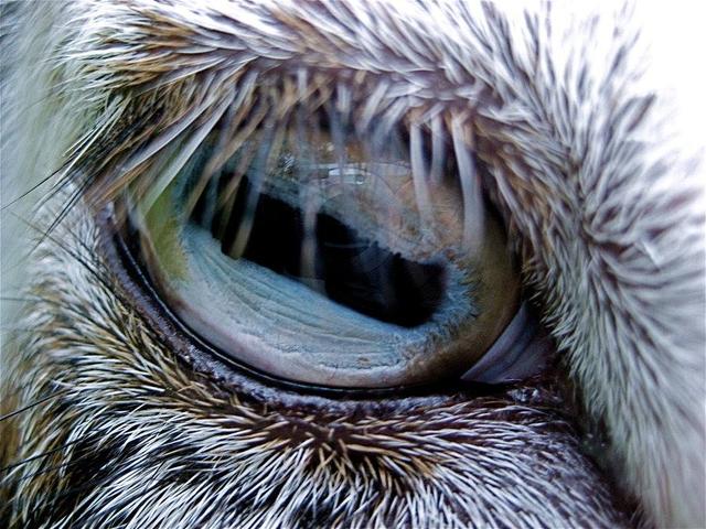 Can You Guess Which Animals These 51 Eyes Belong To 国际 蛋蛋赞