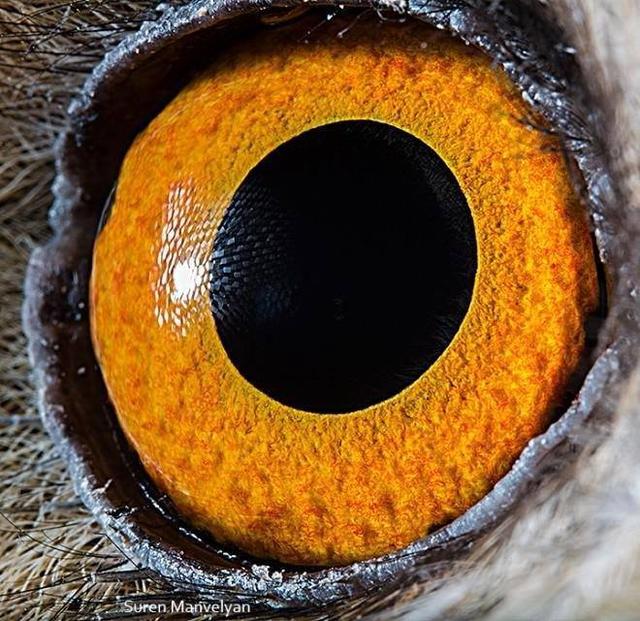 Can You Guess Which Animals These 51 Eyes Belong To 国际 蛋蛋赞