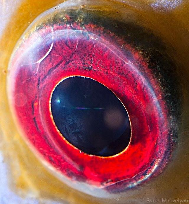 Can You Guess Which Animals These 51 Eyes Belong To 国际 蛋蛋赞