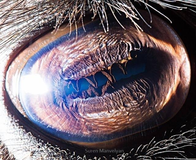 Can You Guess Which Animals These 51 Eyes Belong To 国际 蛋蛋赞