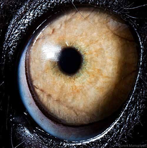 Can You Guess Which Animals These 51 Eyes Belong To 国际 蛋蛋赞