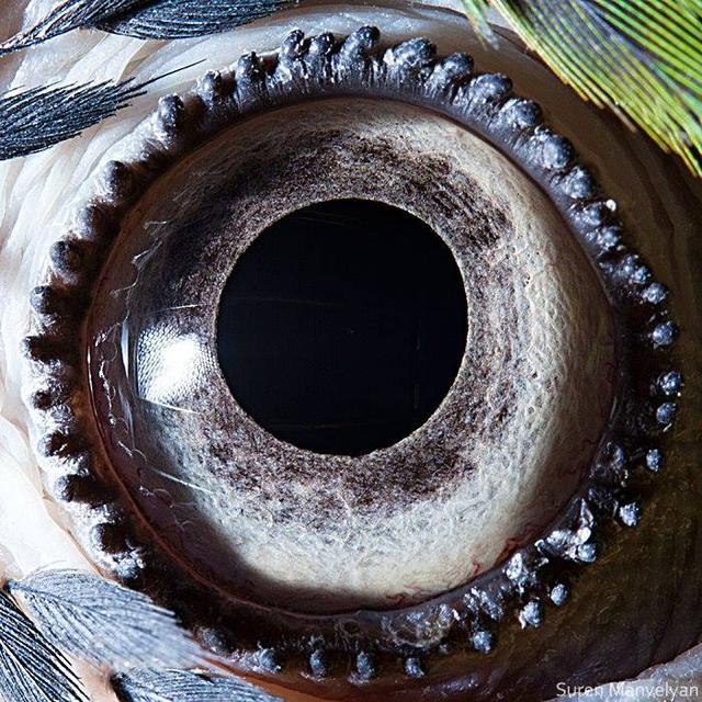 Can You Guess Which Animals These 51 Eyes Belong To 国际 蛋蛋赞