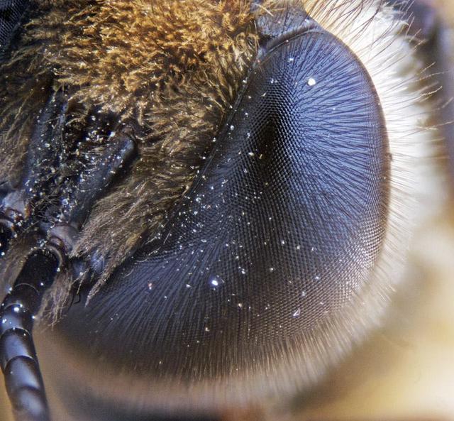 Can You Guess Which Animals These 51 Eyes Belong To 国际 蛋蛋赞