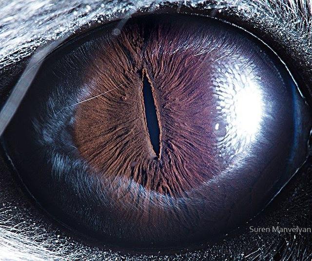 Can You Guess Which Animals These 51 Eyes Belong To 国际 蛋蛋赞