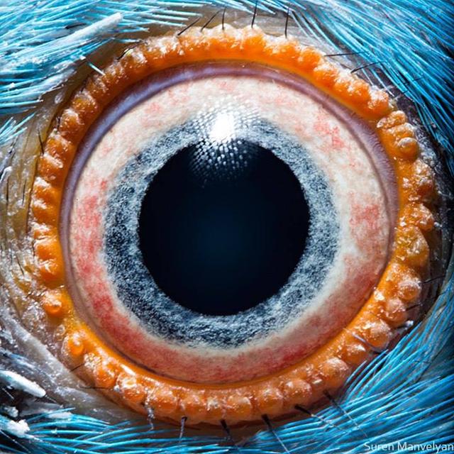 Can You Guess Which Animals These 51 Eyes Belong To 国际 蛋蛋赞