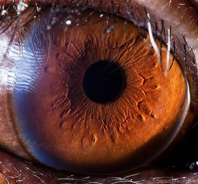 Can You Guess Which Animals These 51 Eyes Belong To 国际 蛋蛋赞