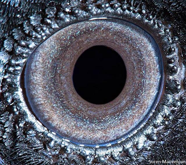 Can You Guess Which Animals These 51 Eyes Belong To 国际 蛋蛋赞