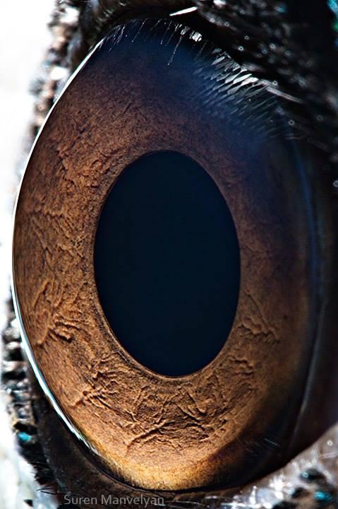 Can You Guess Which Animals These 51 Eyes Belong To 国际 蛋蛋赞