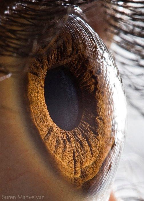 Can You Guess Which Animals These 51 Eyes Belong To 国际 蛋蛋赞