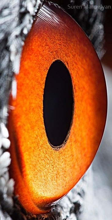 Can You Guess Which Animals These 51 Eyes Belong To 国际 蛋蛋赞