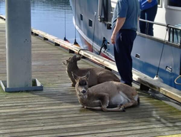 Family Were Boating In Alaska When They Spotted Something. When They Came Closer? OMG.